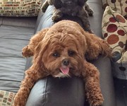 lexi_and_penny