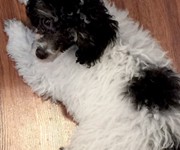 littlepoppy