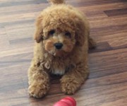 nobodytakesmykong