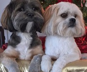 momodaicychristmas2015