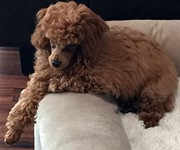 charliepoodle