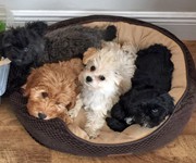 dog_sitters_boca_raton_and_delray_beach