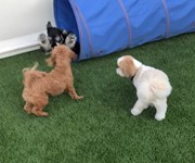 -ellie-mannny-bruno
